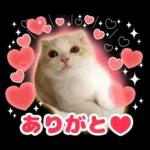 猫の「うなちゃん」