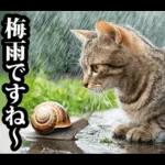 夏☆にゃんこ