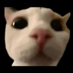 silly calico cat memes