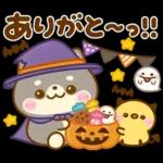秋に役立つ♡豆柴日和