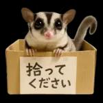 フクロモモンガ❤実りの秋は大豊作
