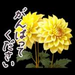 毎日使える お花 敬語✿大人上品お花
