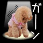 トイプーらっちゃんのなりきり編<日常言葉>