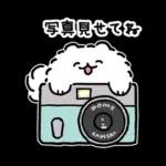 ハワイ大好きポメトーン