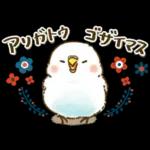 敬語が話せる！もふもふインコ