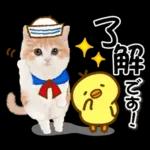 かわいい猫❤️大人かわいい夏❤️猫にゃん