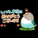 敬語が話せる！もふもふインコ