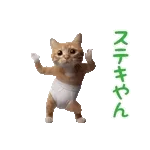 *dance! dancing Cat wearing shorts