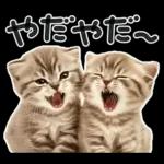 やる気ゼロ♡にゃんこ