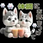 夏 猛暑 酷暑♡シベリアンハスキーとネコ