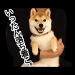 Premium 柴犬こてつ君*スタンプ第二弾