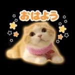 猫の「うなちゃん」