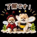 癒しポメラニアンの春のあいさつ