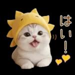 スコティッシュ猫 可愛い日常 太陽帽 敬語