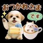 大人可愛いシーズーで梅雨の気づかい敬語