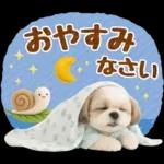 大人可愛いシーズーで梅雨の気づかい敬語