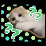 猫の「うなちゃん」