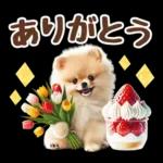 癒しポメラニアンの春のあいさつ