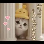 スコティッシュ猫 可愛い日常 太陽帽 敬語