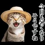 夏☆にゃんこ