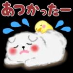 cute white Pomeranian summer 3