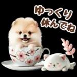 癒しポメラニアンの春のあいさつ