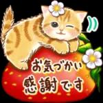 ちっちゃい猫のスタンプ 寧なことば ちっちゃい猫のスタンプ ちっちゃい猫のスタンプ 丁寧なことば 