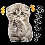 やる気ゼロ♡にゃんこ