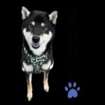 かわいい黒柴くんの敬語🐶