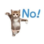 *dance! dancing Cat wearing shorts