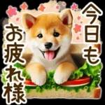喜怒哀楽の激しい柴犬の野菜ダンス