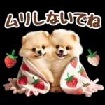 癒しポメラニアンの春のあいさつ