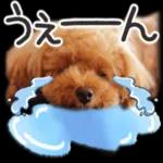 トイプーらっちゃんのなりきり編<日常言葉>