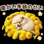 癒しポメラニアンの春のあいさつ