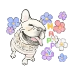 【動く】毎日使えるフレンチブルドッグ