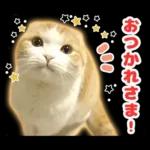 猫の「うなちゃん」