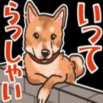 柴犬の手書き風スタンプです。