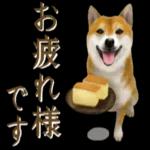 さすが！柴犬（よく使う言葉編２）
