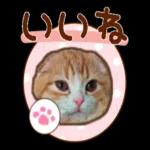 たれ耳ねこちゃん_見やすい！使いやすい♪