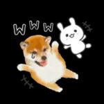 かわいい犬たち冬♡冬＆正月 柴犬