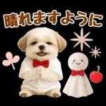 大人可愛いシーズーで梅雨の気づかい敬語