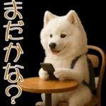 白いモフモフ～その名はサモエド！２
