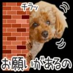 トイプーらっちゃんのなりきり編<日常言葉>