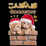 大きく表示♡冬にゃんこ