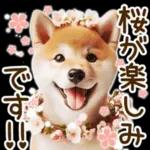 喜怒哀楽の激しい柴犬の野菜ダンス