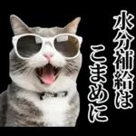 夏☆にゃんこ