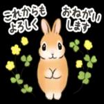 可愛いウサギ🐰からのメッセージ