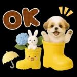 大人可愛いシーズーで梅雨の気づかい敬語