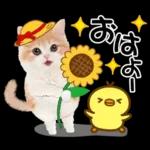 かわいい猫❤️大人かわいい夏❤️猫にゃん