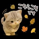 【３D】ネコ・秋　バラエティパック